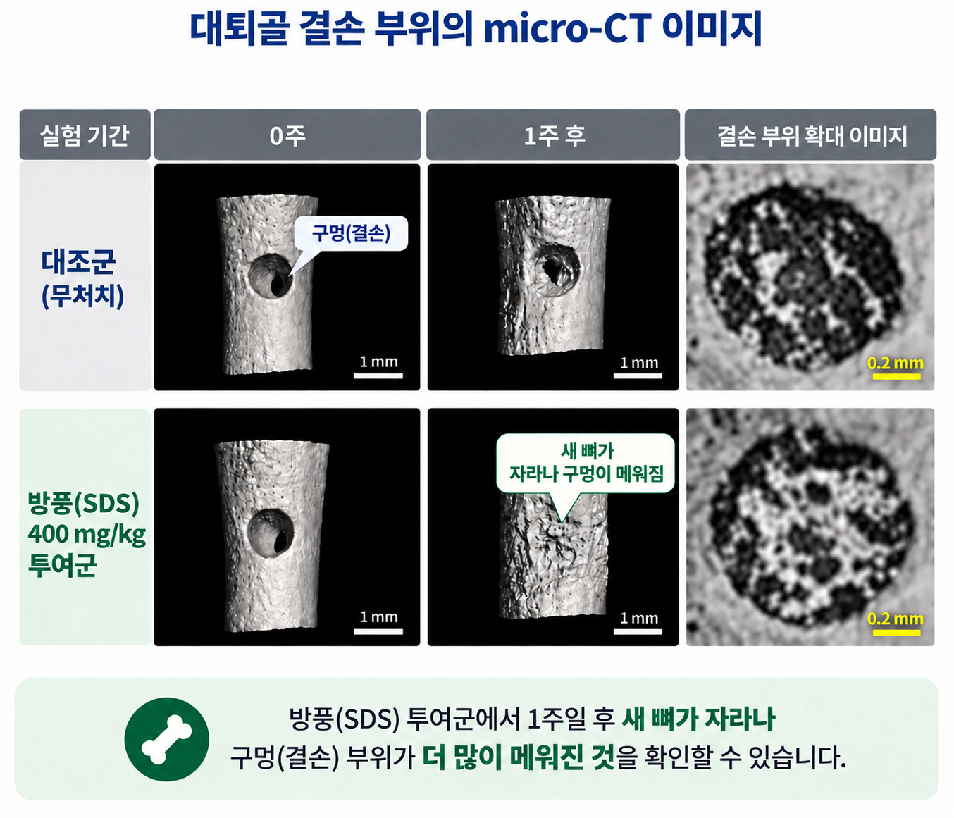 [사진설명] 대퇴골 결손부위 micro-CT 촬영 결과, 방풍을 투여하지 않은 무처치군(위)은 골절로 생긴 구멍이 그대로 남아있었다. 반면, 방풍(SDS) 400mgkg 투여군(아래)은 새로운 뼈가 자라나 구멍 대부