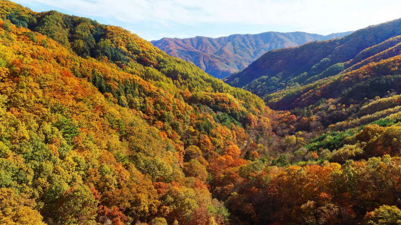(가)[기획] 10월의 가평… 어디를 걸어도 한 폭의 그림(명지산 단풍)1