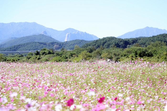 코스모스와 설악산 울산바위