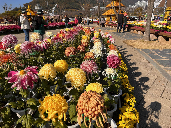 2025년 양산국화축제1