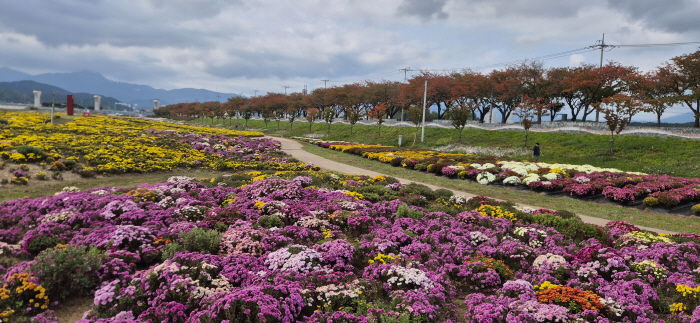 20261014 남대천 국화동산 (2)
